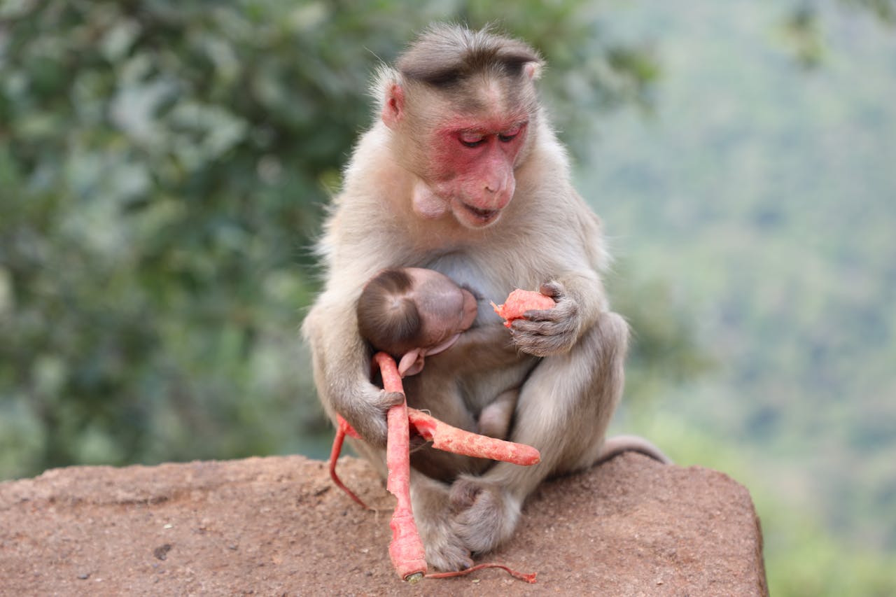 Laws Against Feeding Wild Monkeys