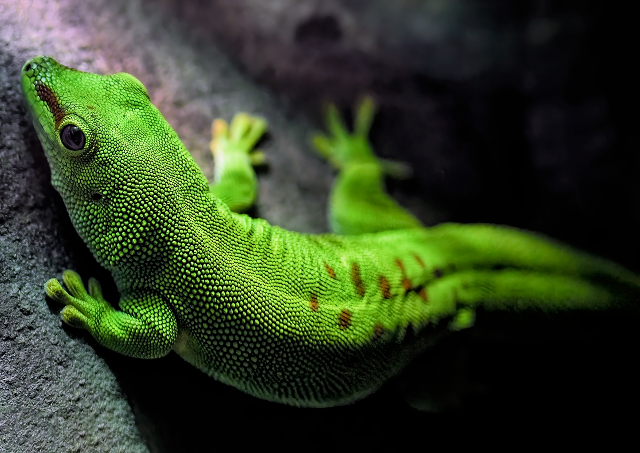 Geckos
