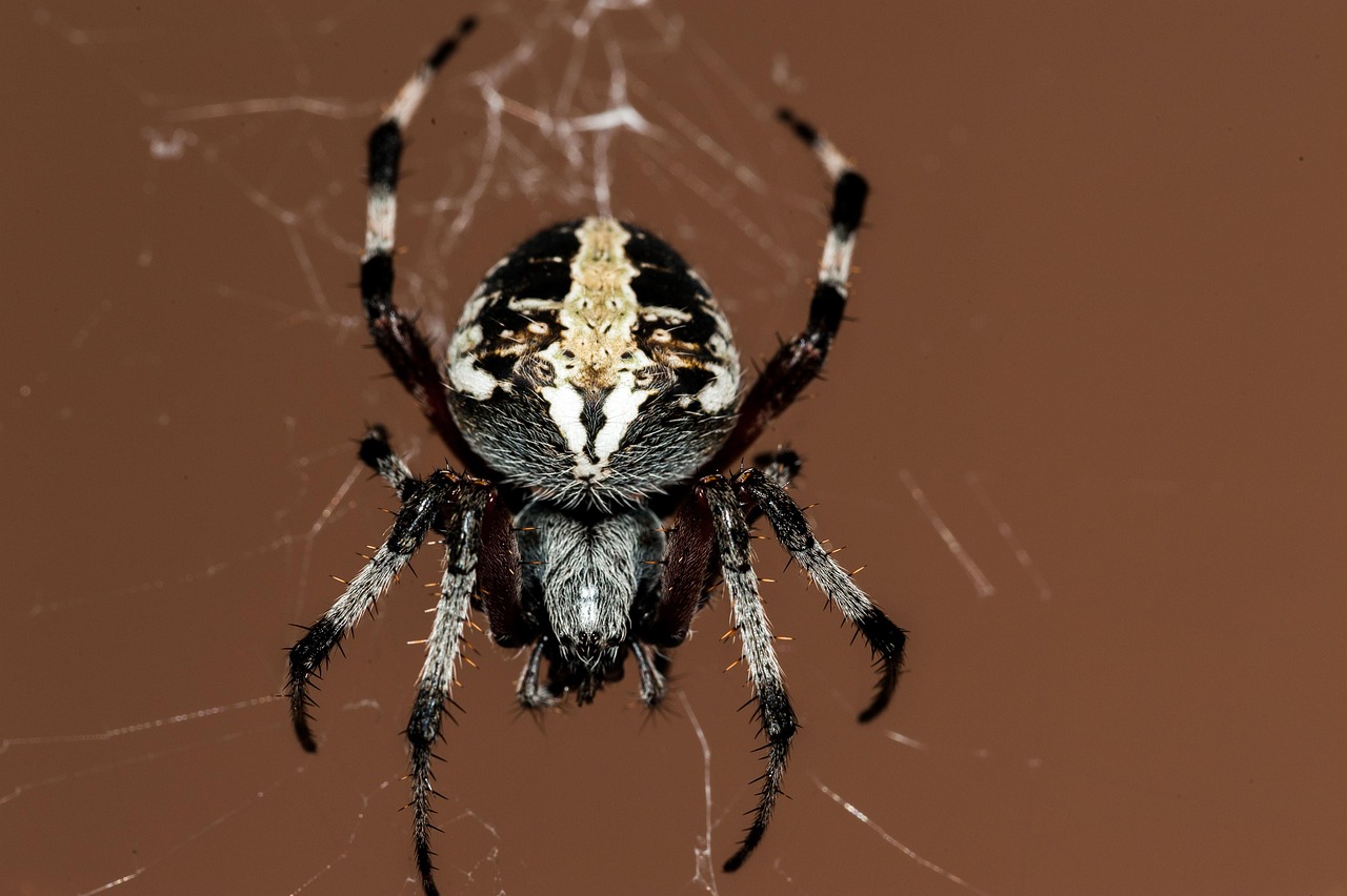 Spider Silk