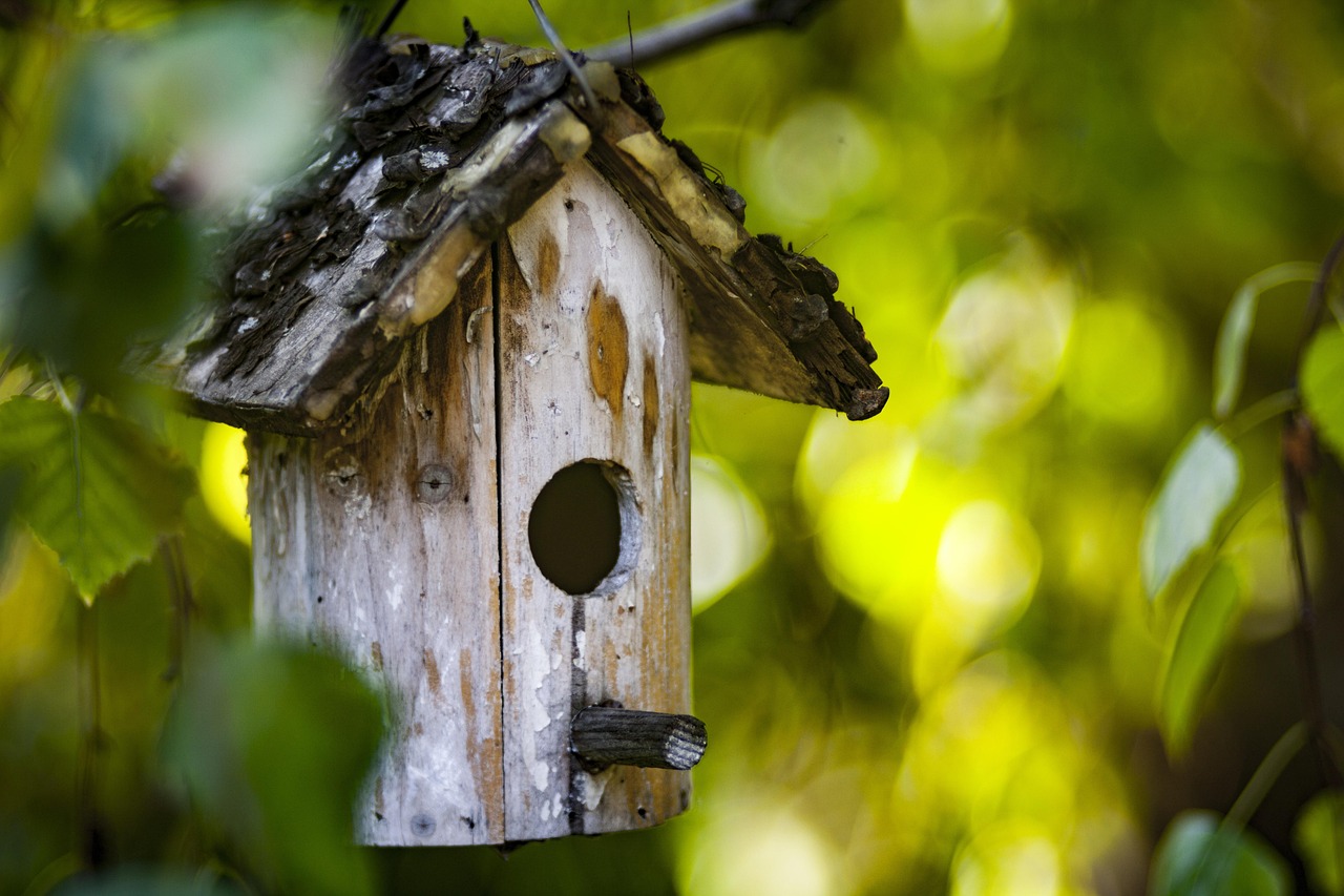 Bird Feeders Positioned Close to the House