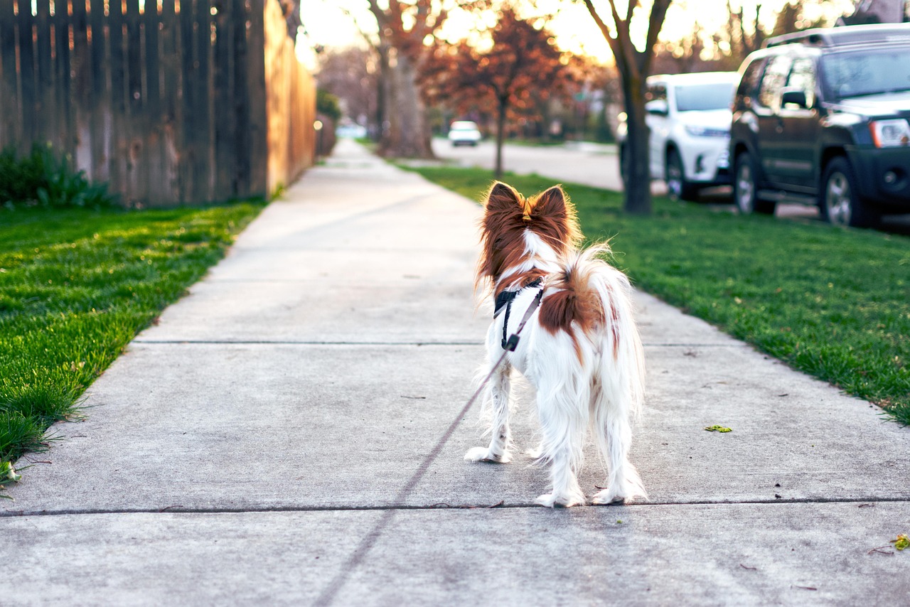 Walking dogs without a visible leash in urban green zones