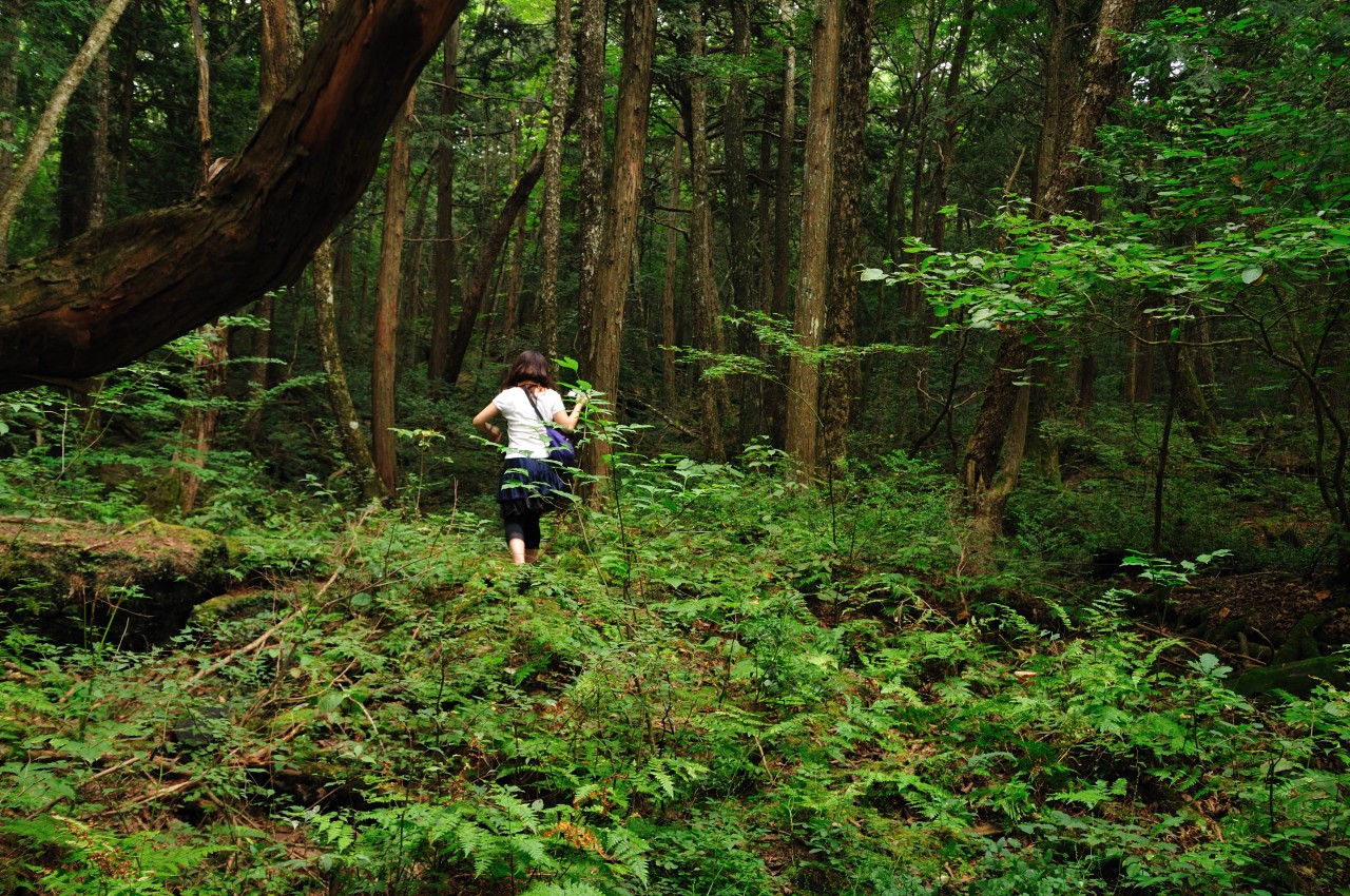 Aokigahara, Japan