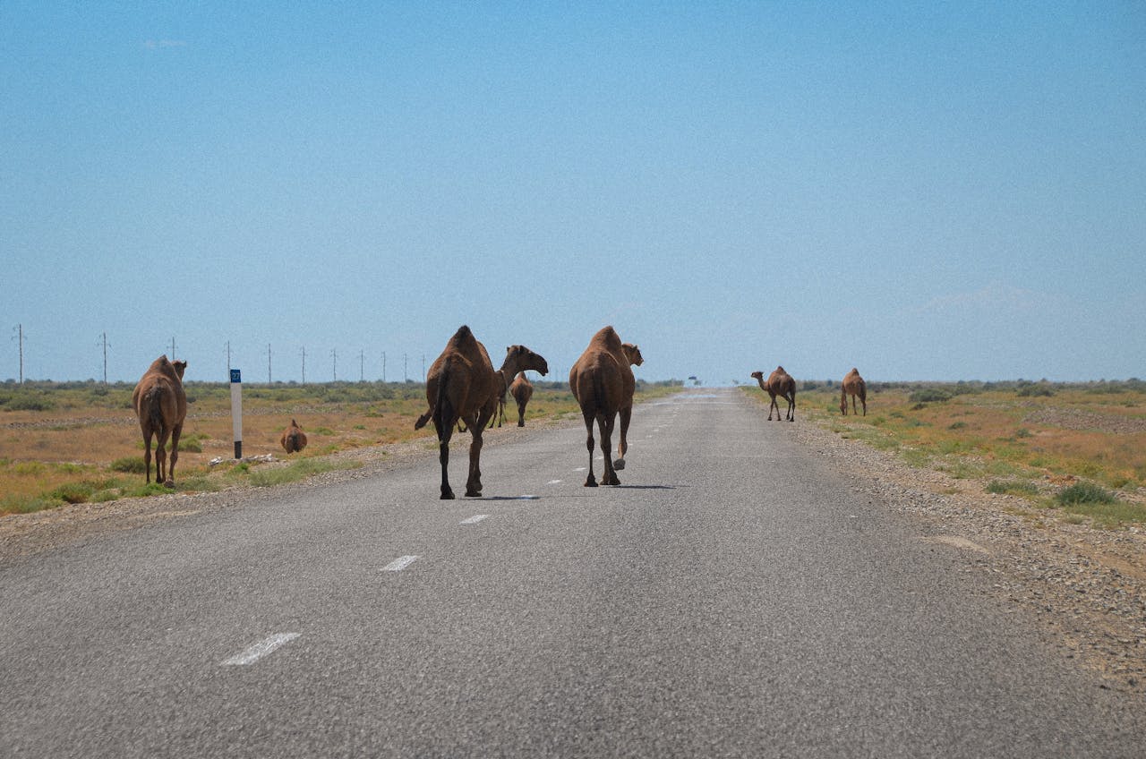  Camels Banned on Highways in Nevada