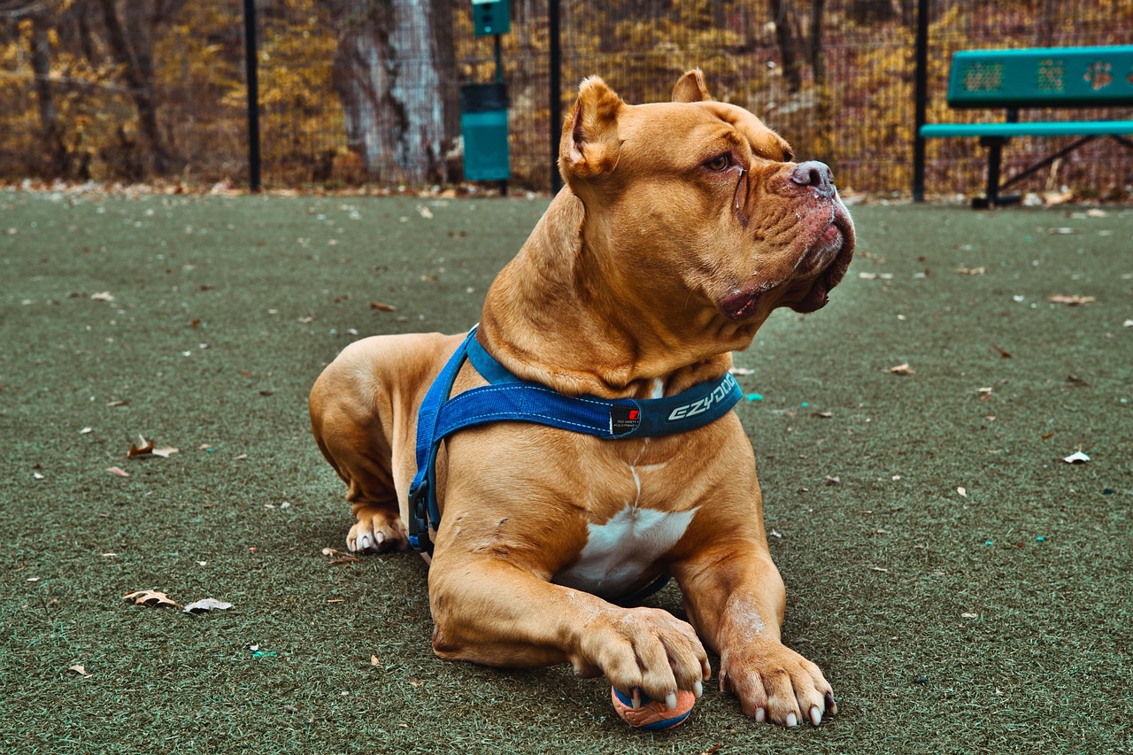 13 Unexpected Laws About Pets and Animals Where You Live
