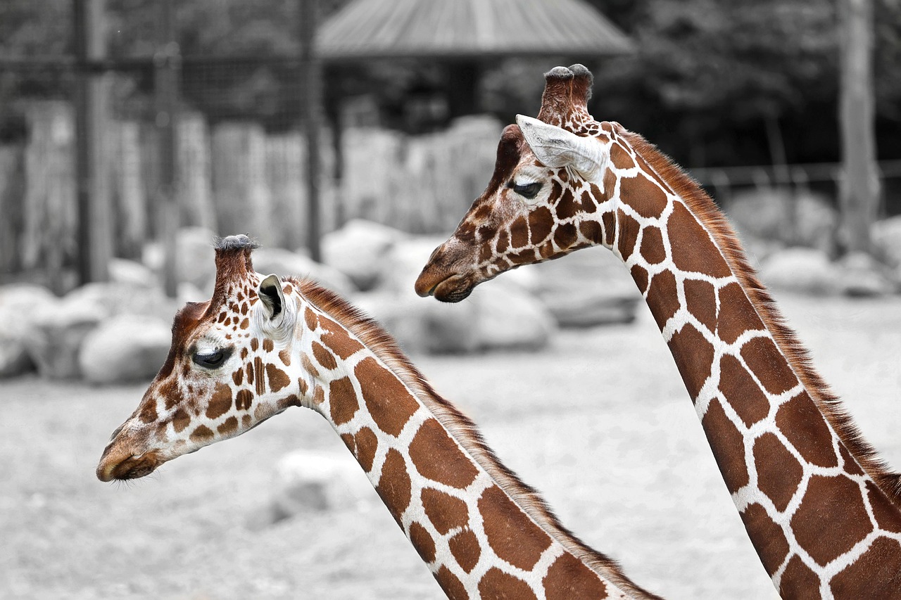 Vermont’s giraffe rule symbolizes the era of broad livestock ordinances