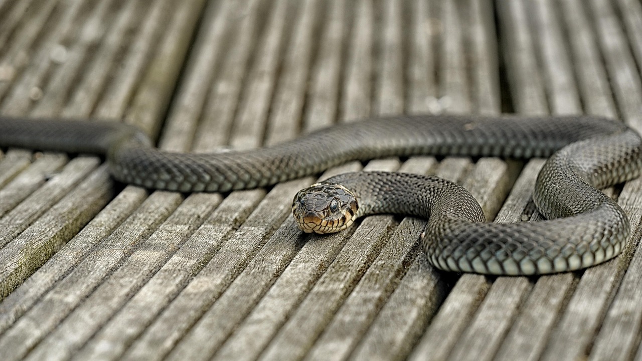 11 Landscaping Choices That Are Secretly Attracting Snakes to Your Home