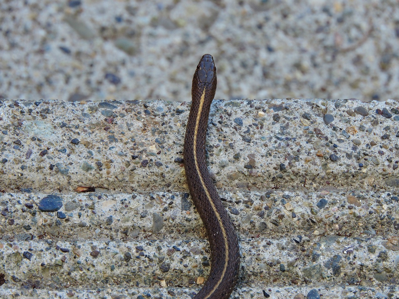 Vines and Climbing Plants on Fences or Walls