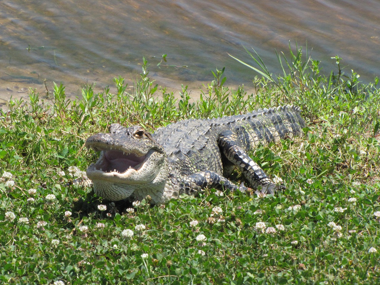 American Alligator