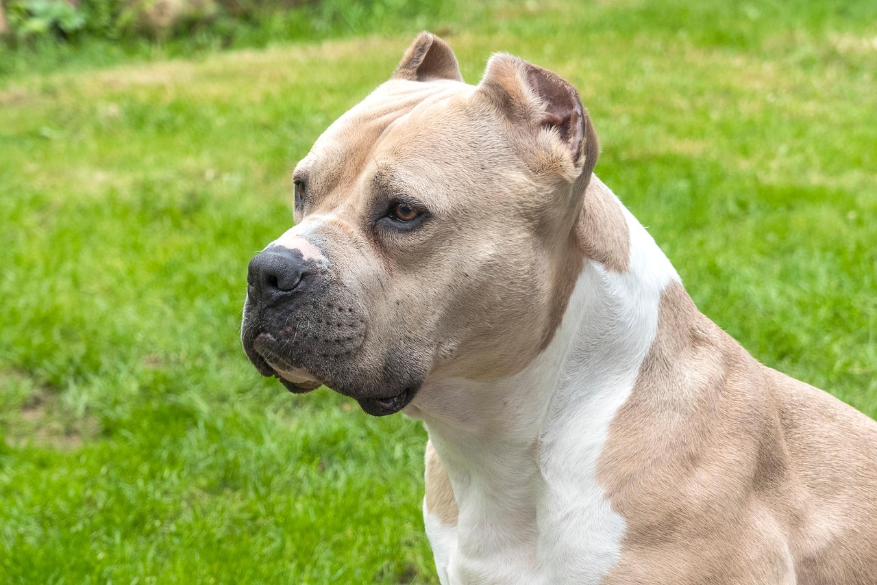 Breed-Specific Regulations
