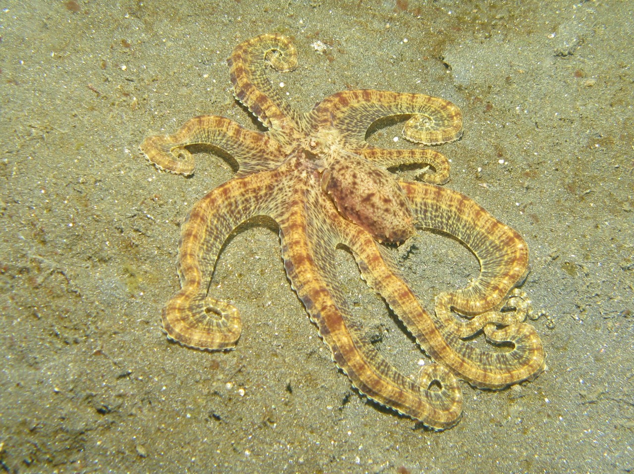 Mimic Octopus