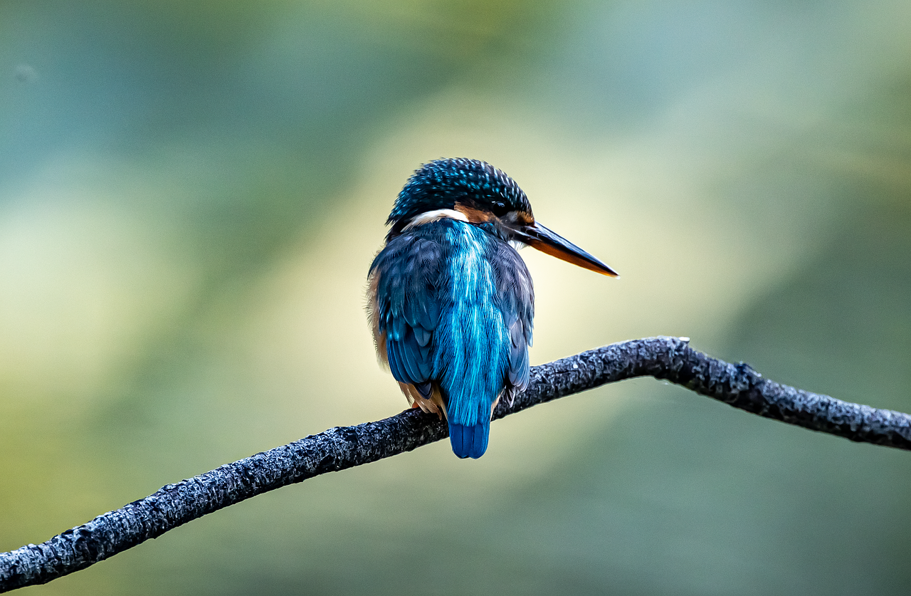 Kingfishers