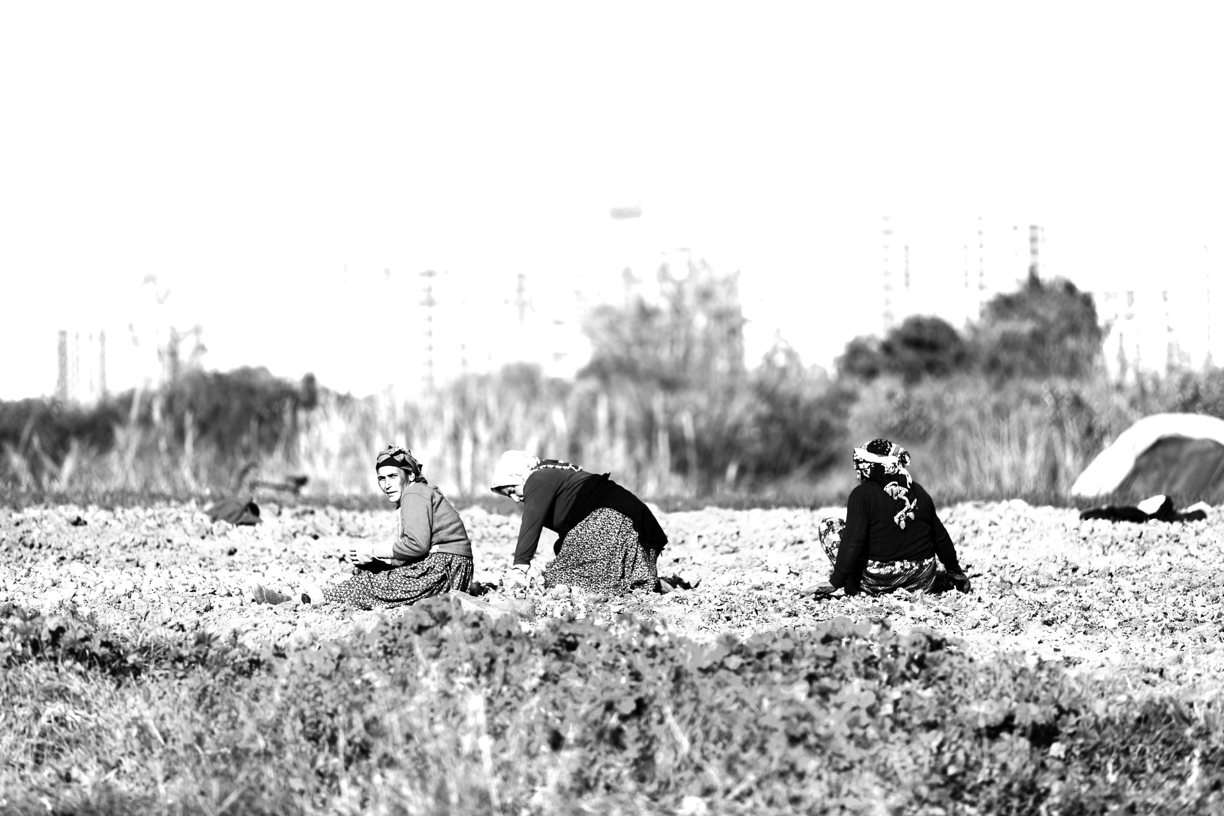 The Scientist Whose Discovery Fed Billions, and Also Changed Warfare Forever