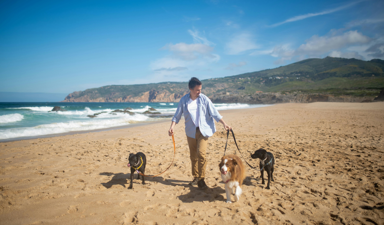 Walking Dogs Where They Are Not Allowed