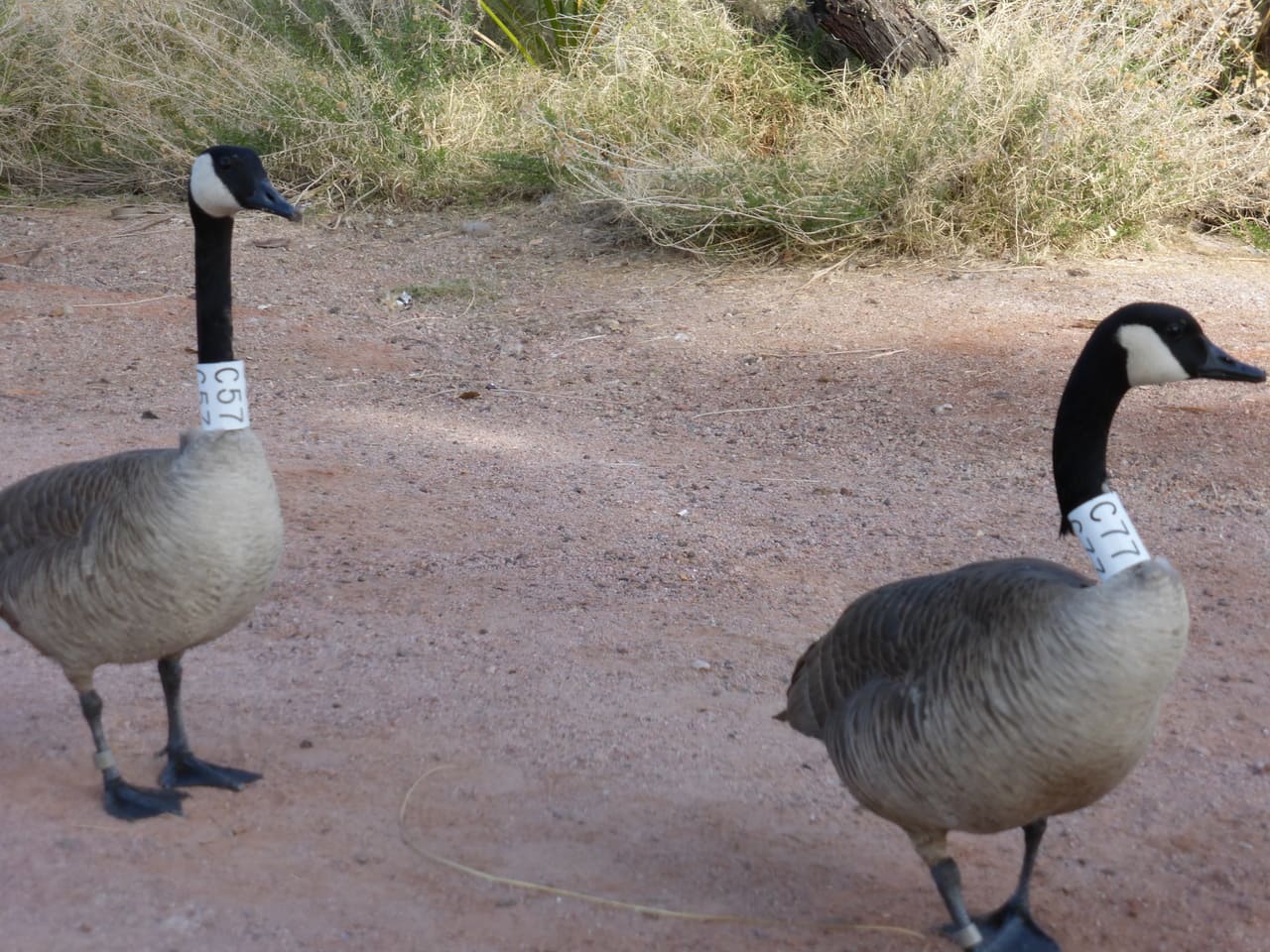 Canada Goose, Branta Canadensis