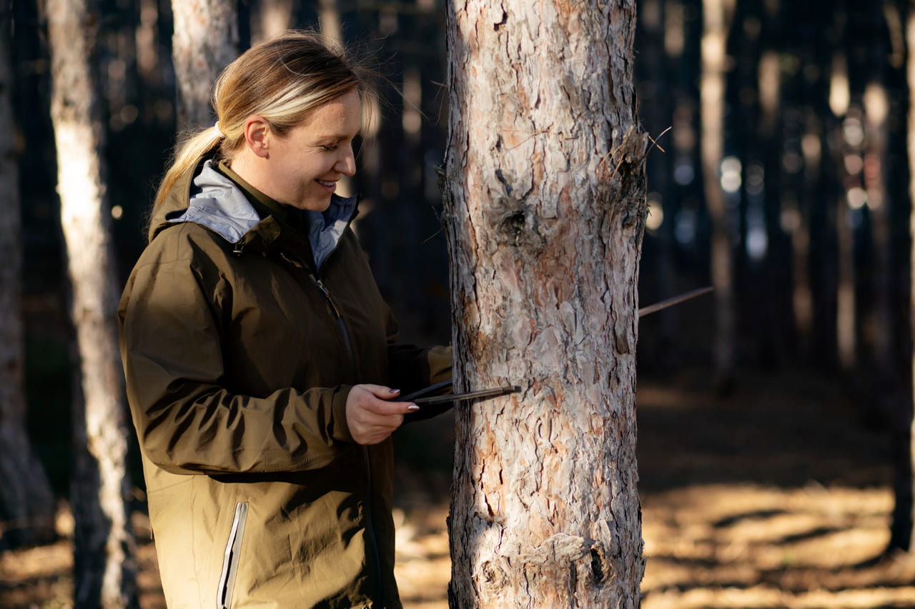 An arborist assessing a large tree with tools.