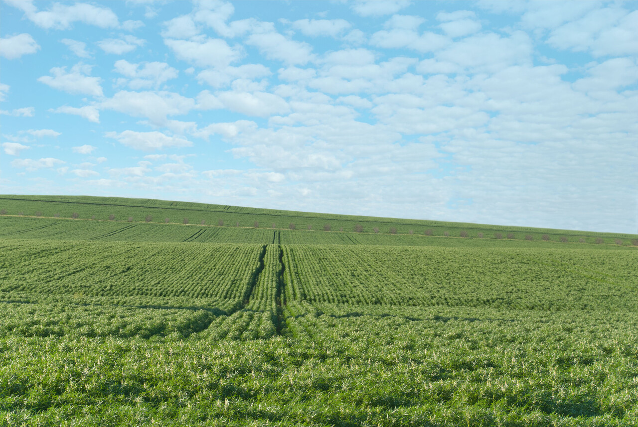 Why Half the World Depends on One Chemical Process