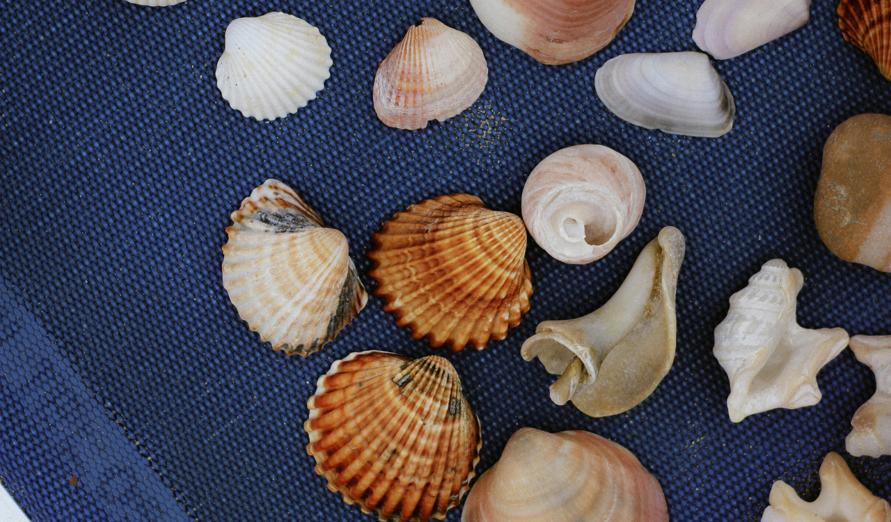 Seashell Souvenirs