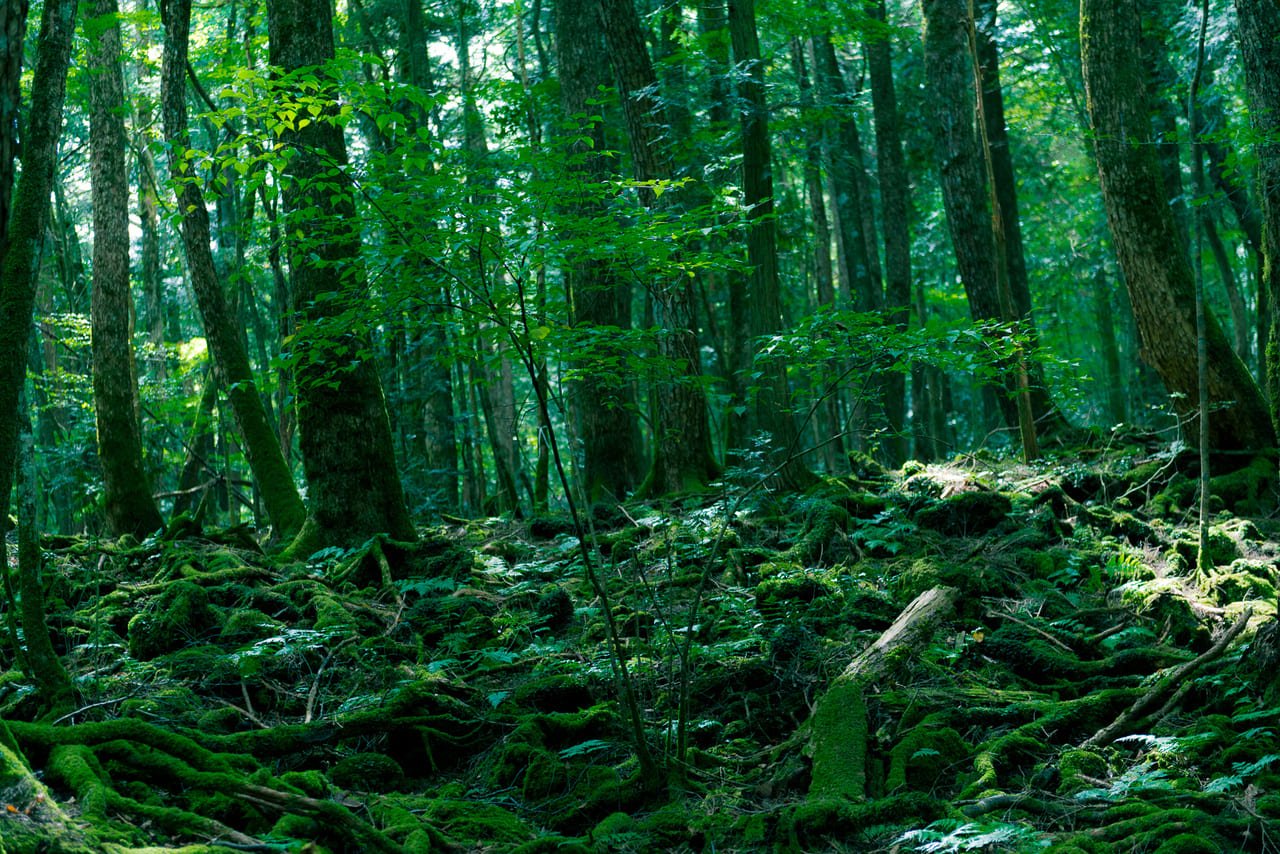 Japan’s Aokigahara