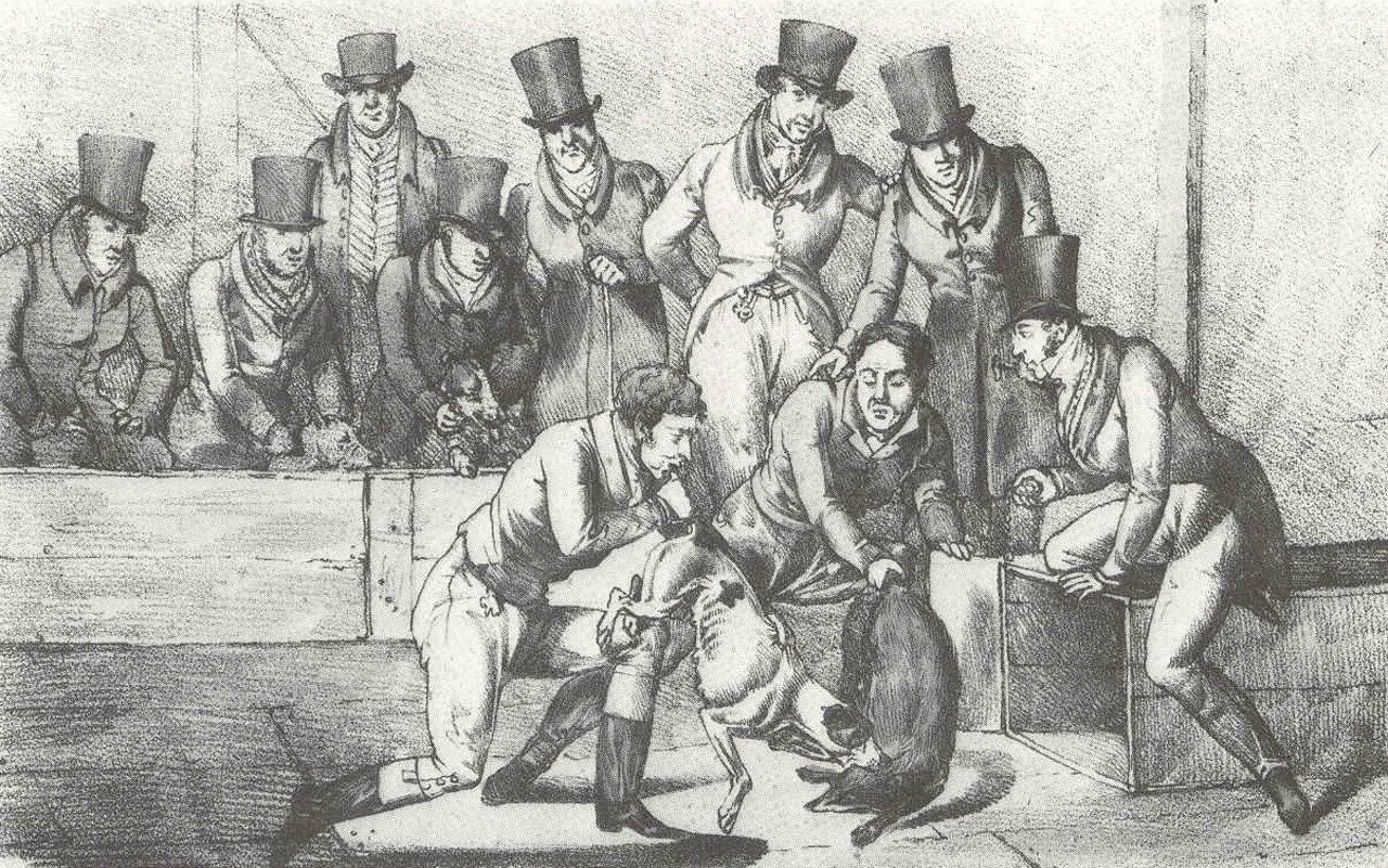 Badger‑baiting