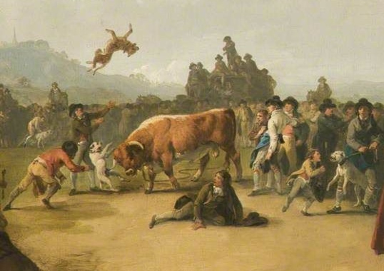 Bull-Baiting