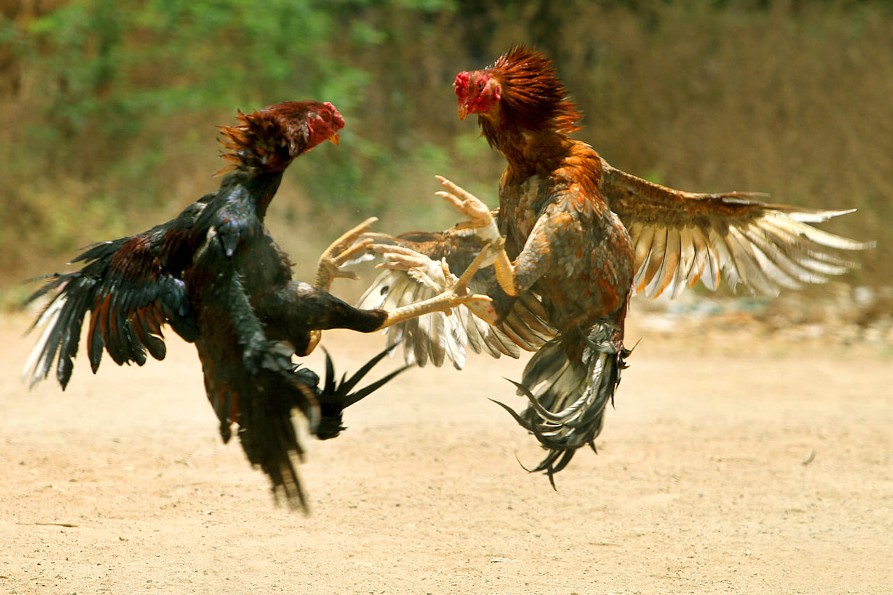 Cockfighting as Sport