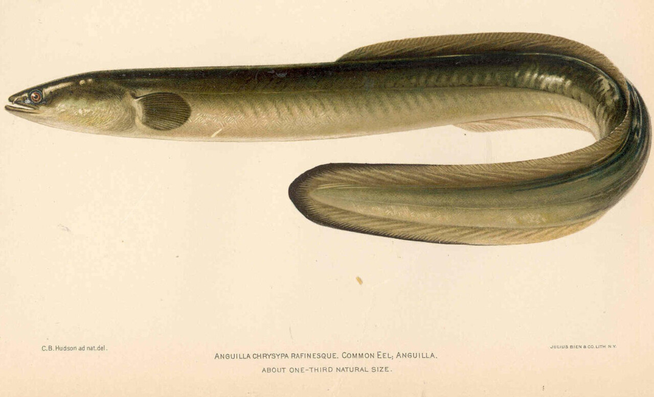 Anguilla chryspa rafinesque Common eel