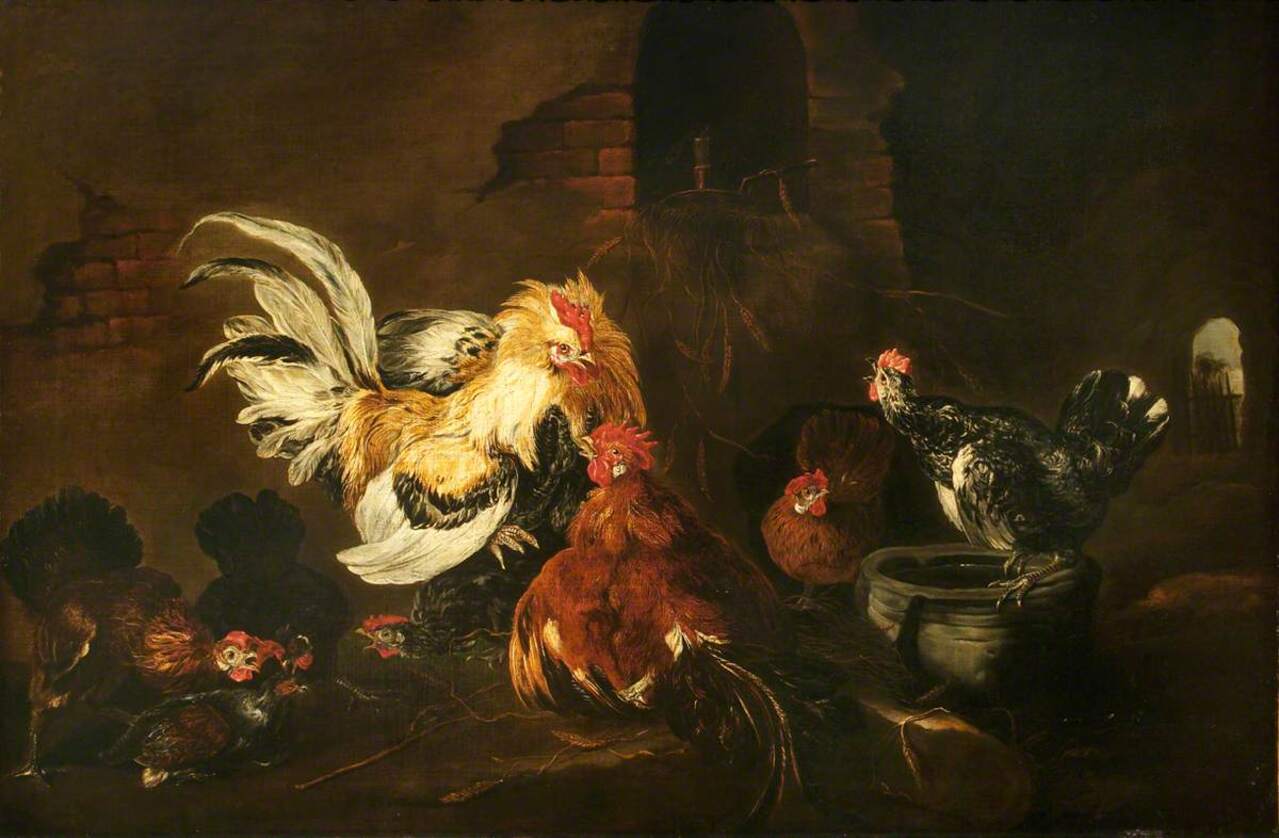 Animal Fighting Rituals