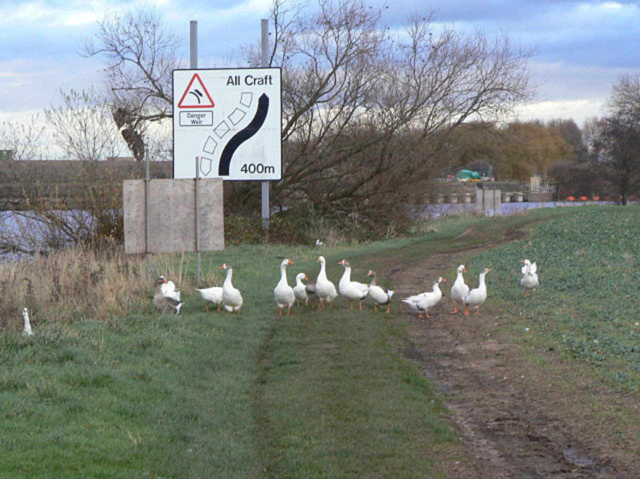 Goosey Goosey Gander