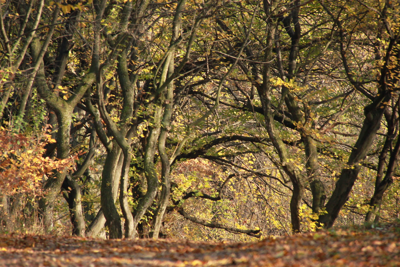 Romania’s Hoia Baciu Forest and Ghostly Shapes