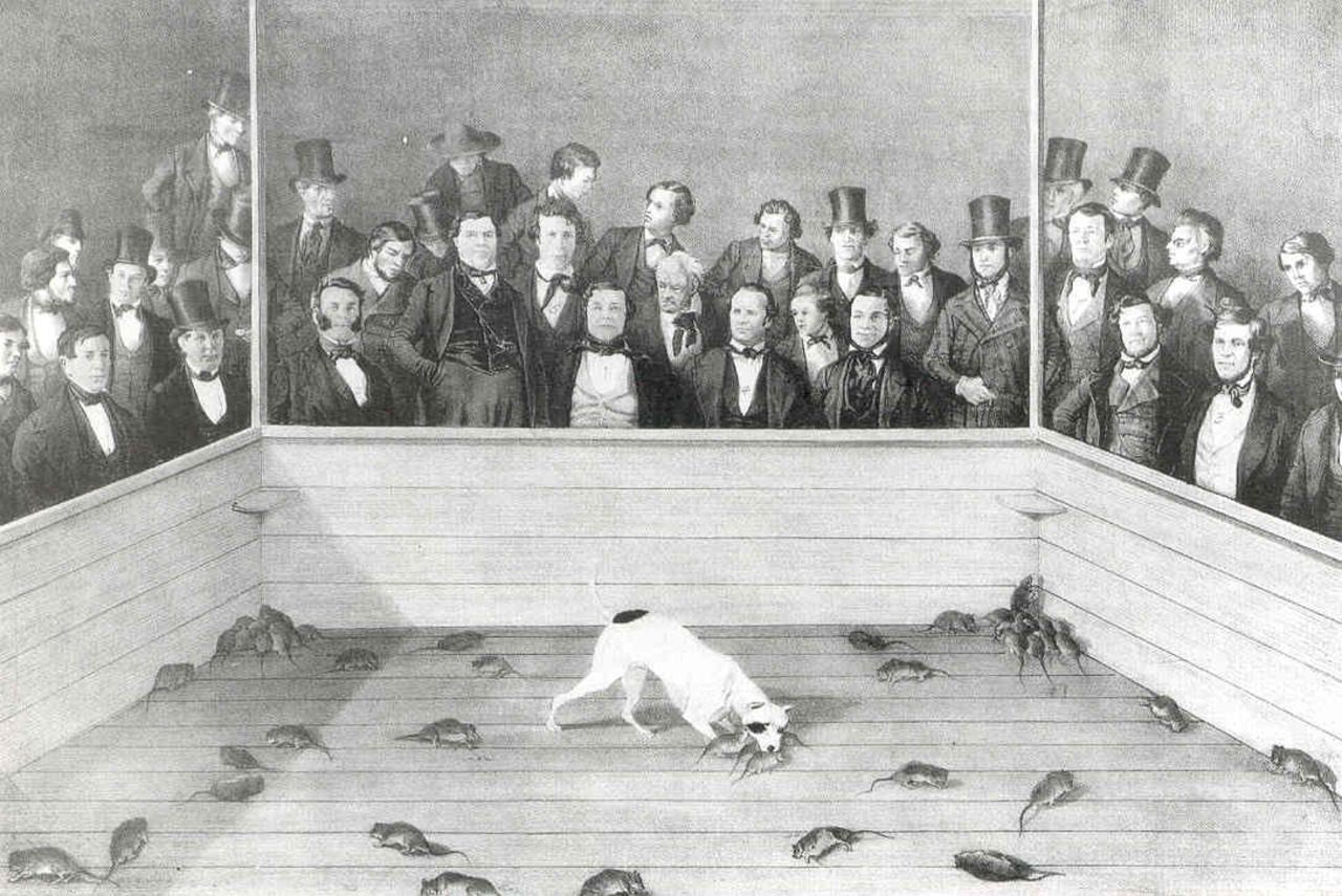 Rat‑baiting