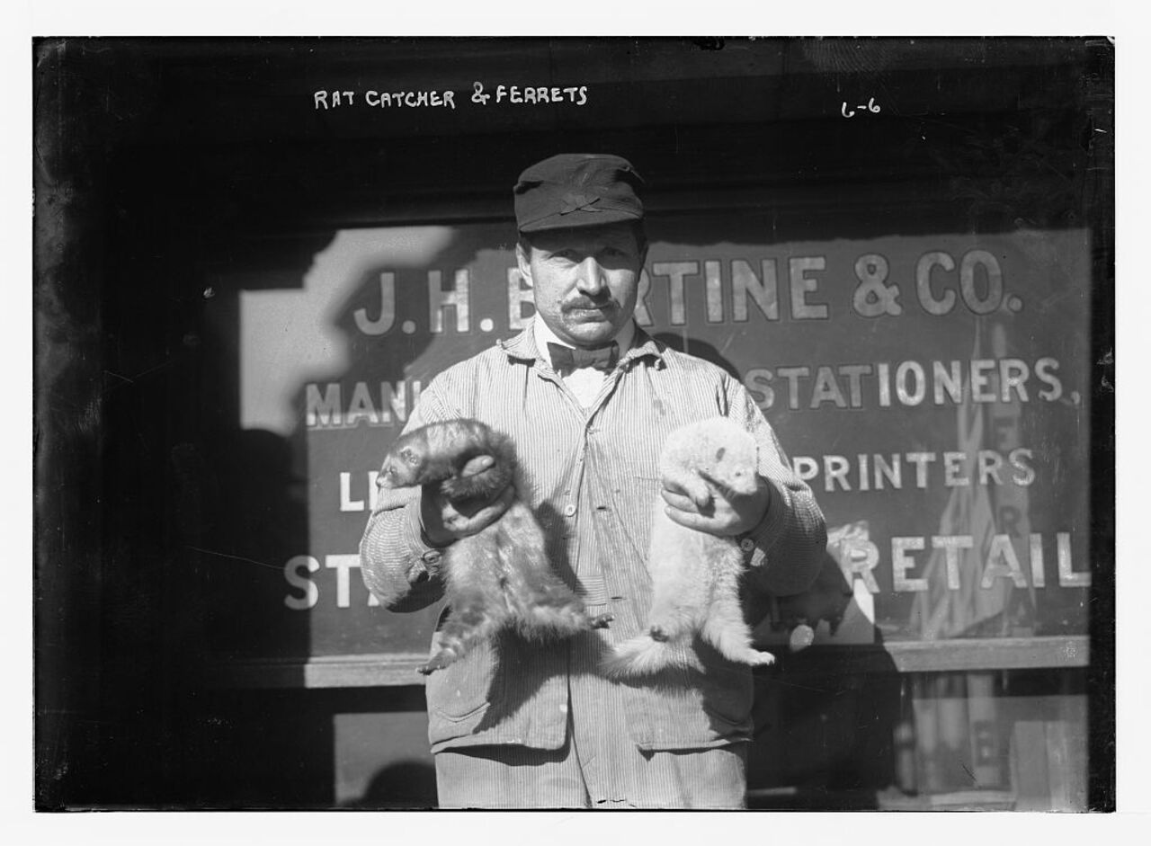 Rat-Catcher