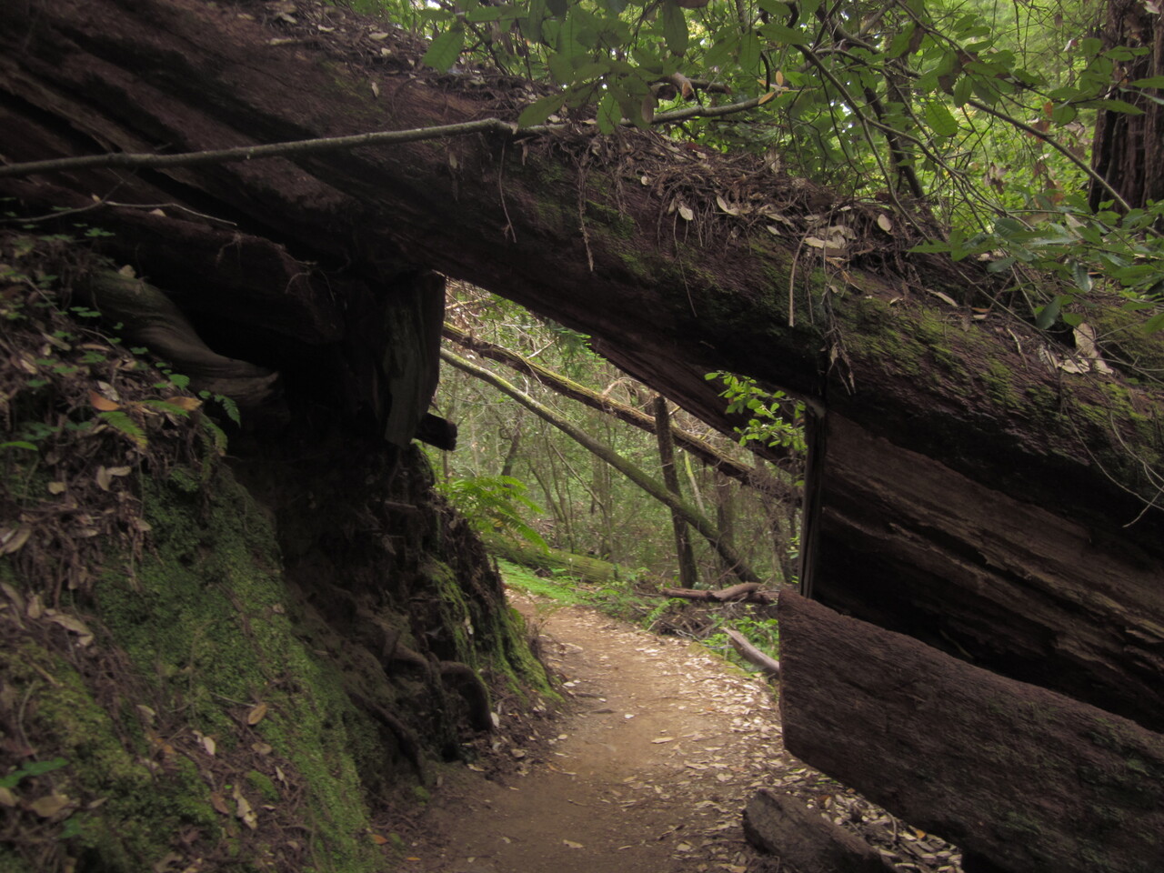 Skyline to the Sea Trail 