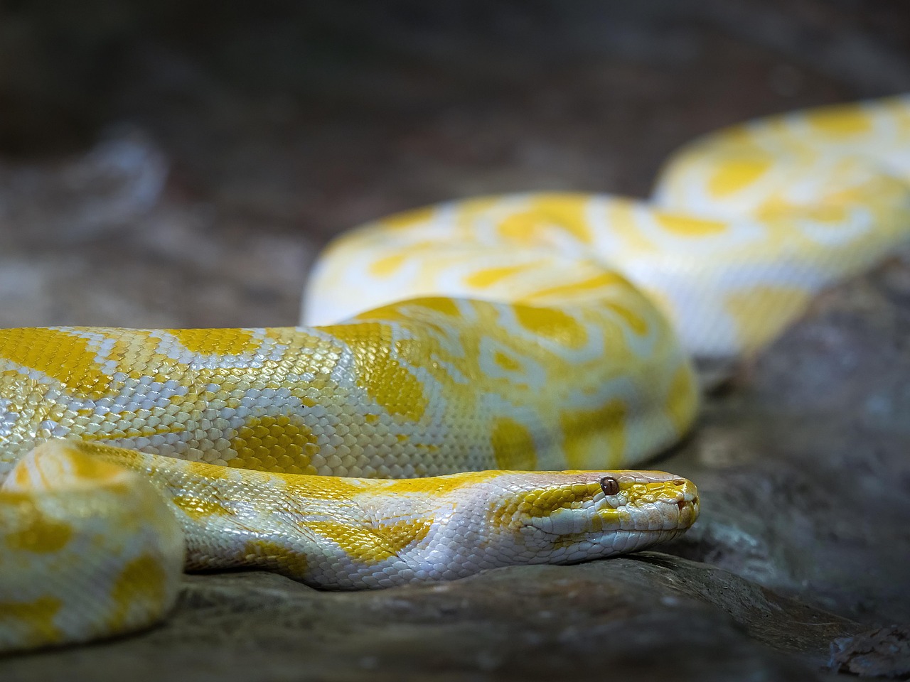 Burmese Pythons