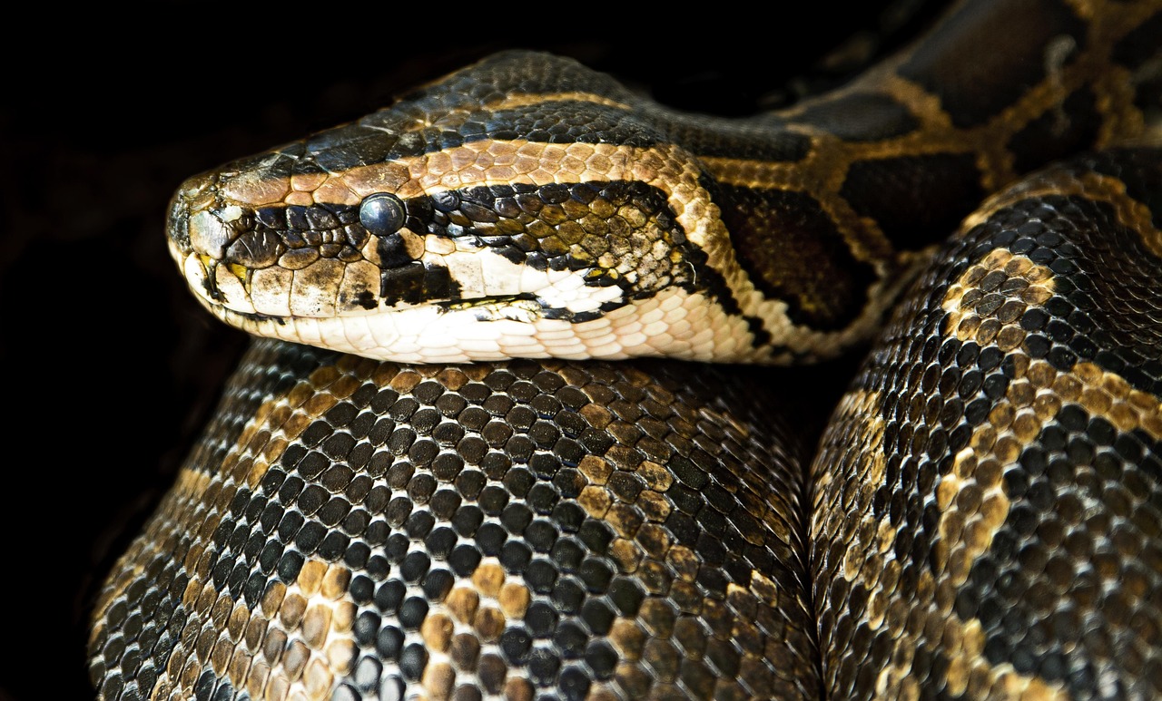 Constrictor, Snake, Close image.