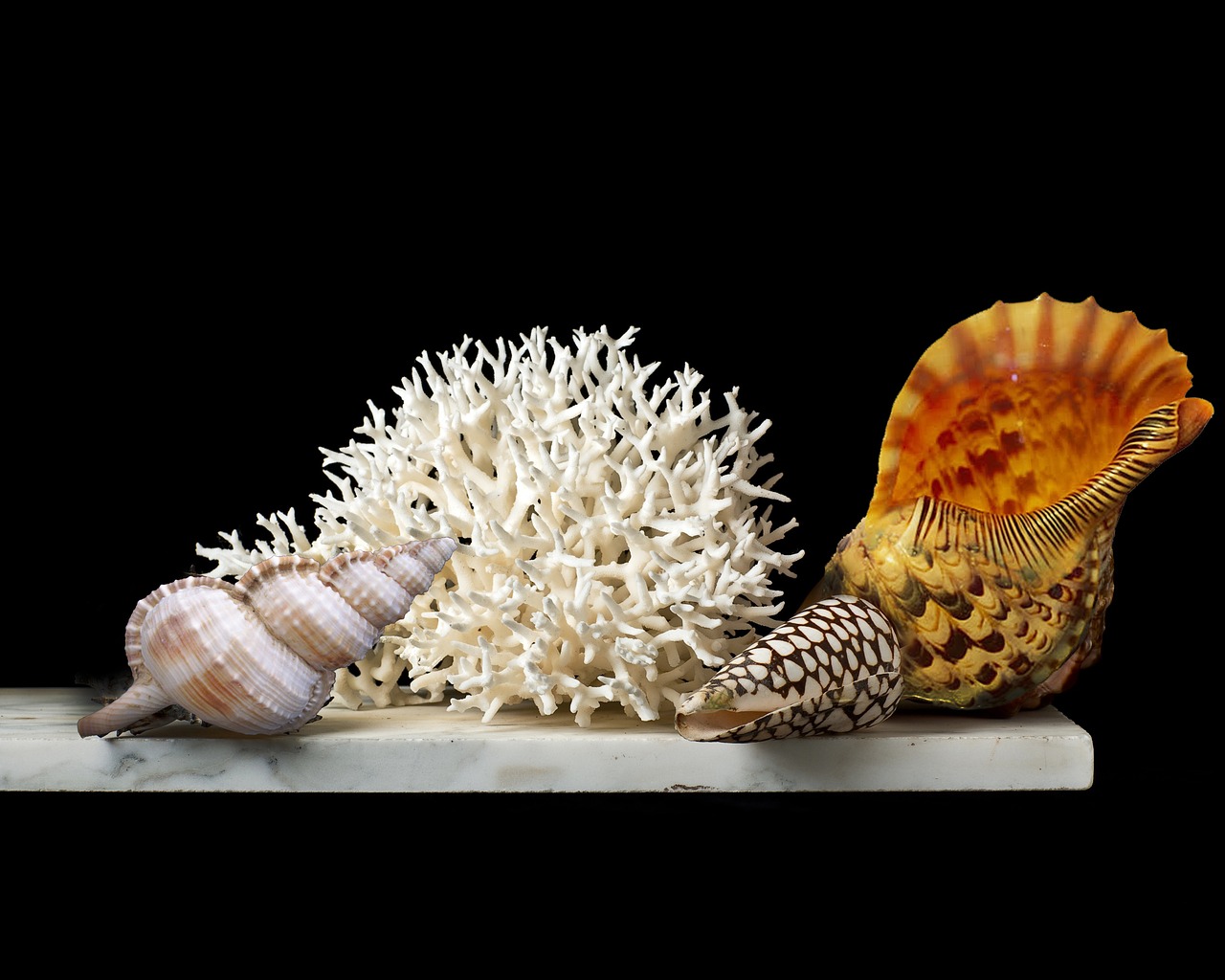Coral and Certain Shells