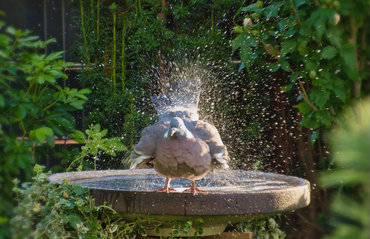  Bird Baths