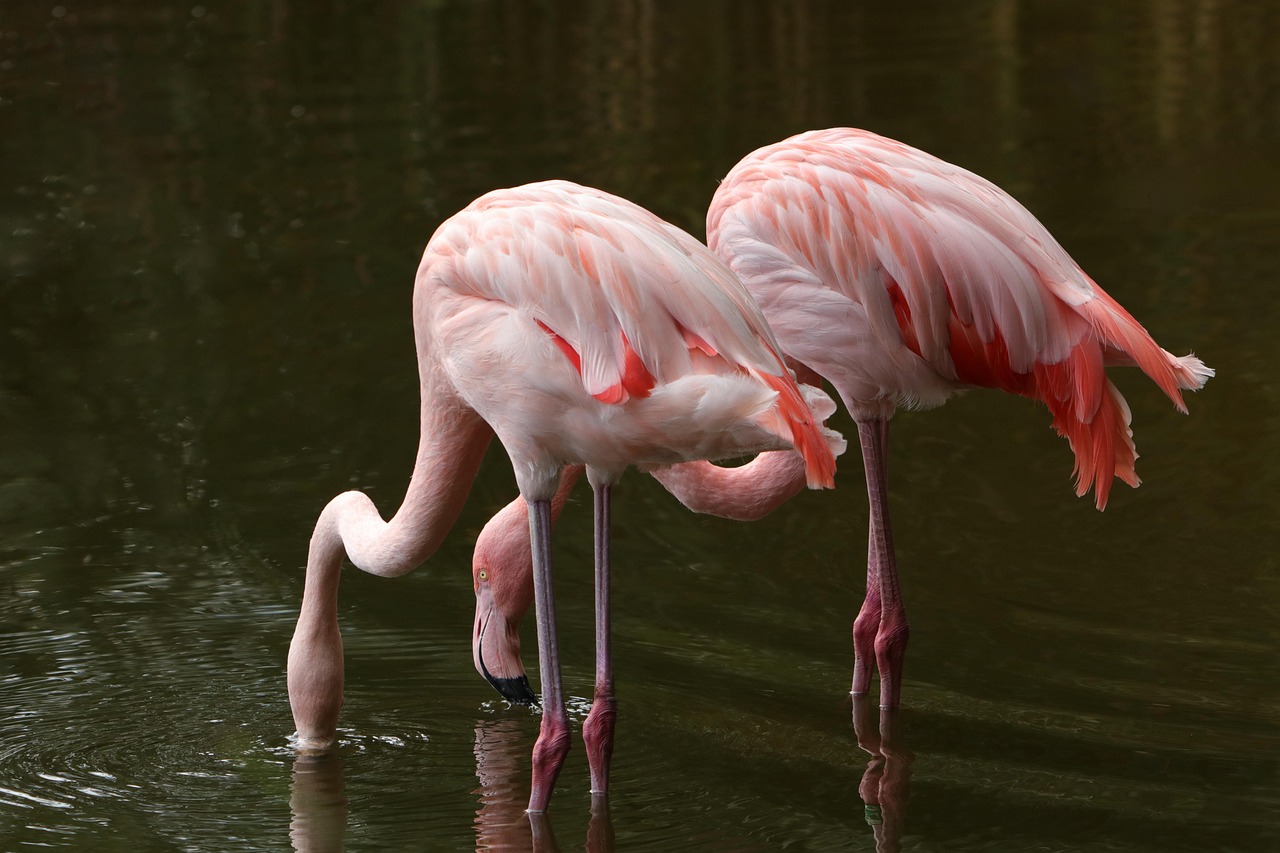 Pink Flamingos