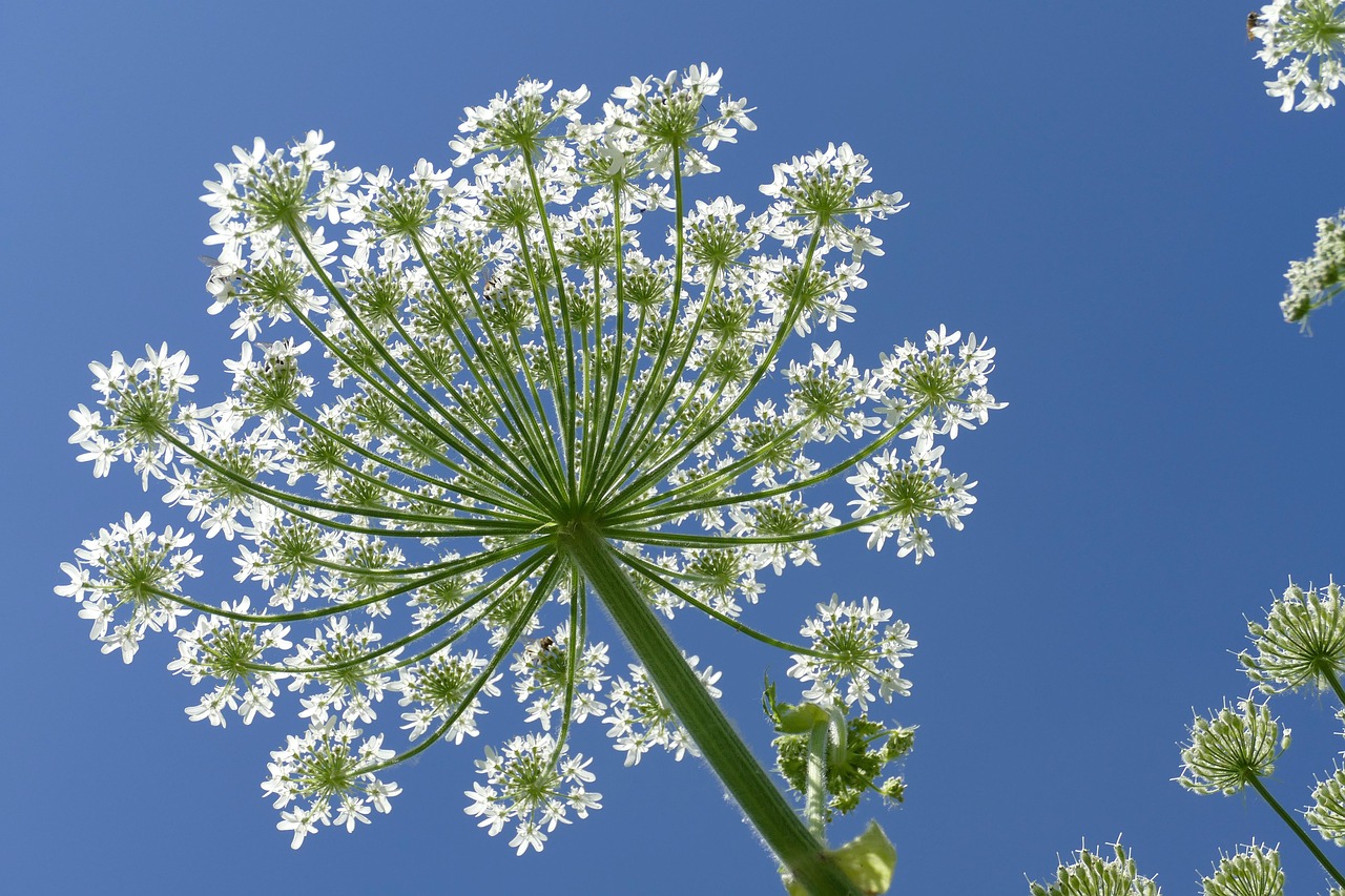 10 Plants and Animals That Are Illegal to Keep in Your Yard