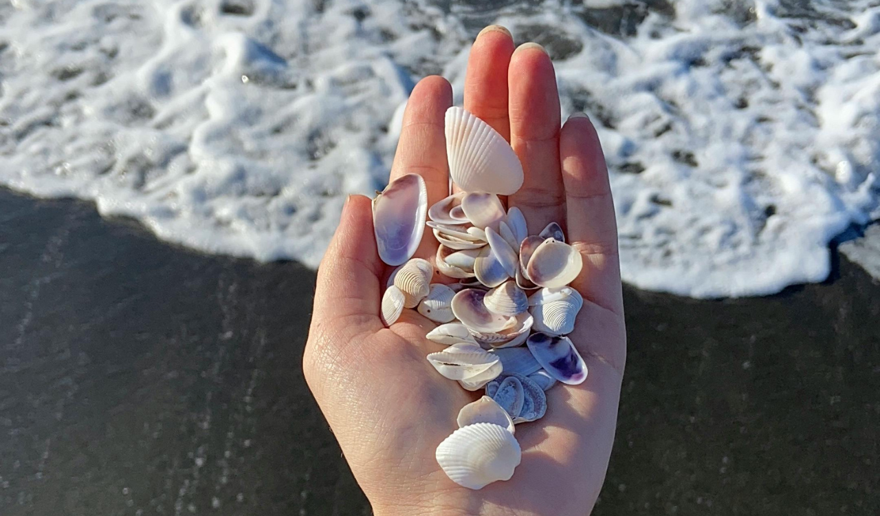 Collecting Shells, Sand, or Rocks