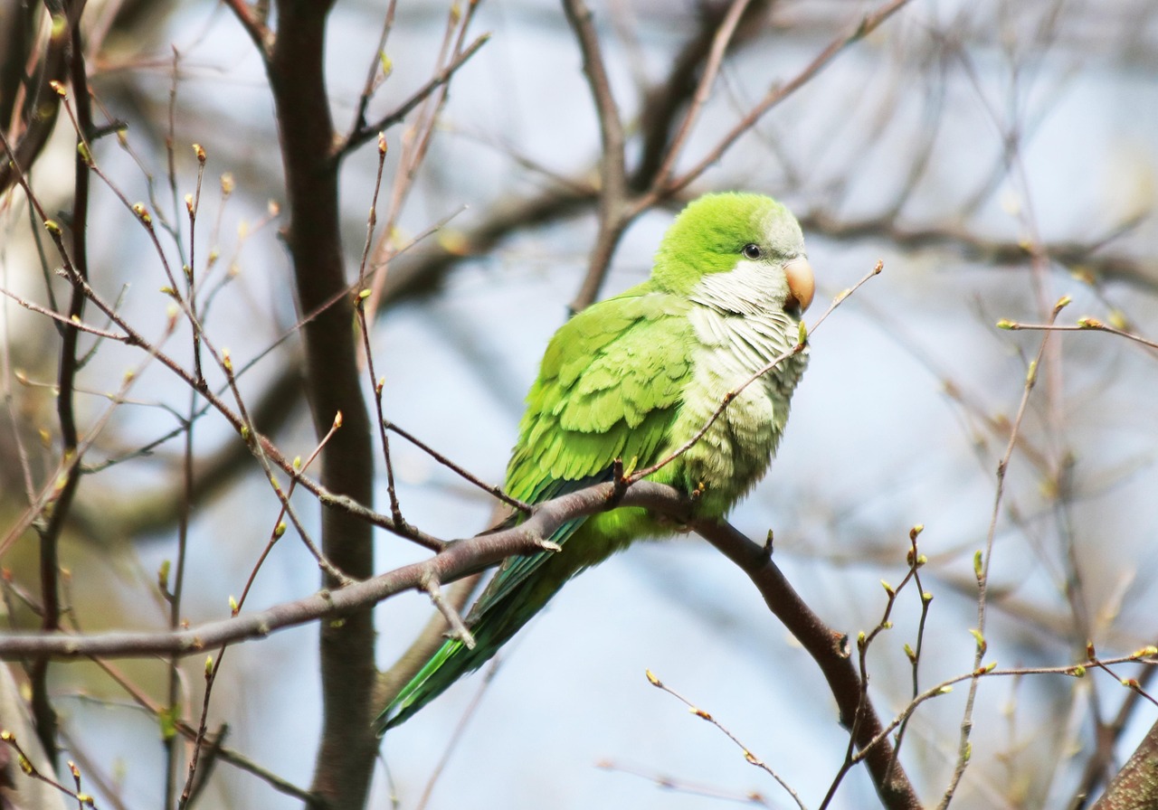 Monk Parakeets