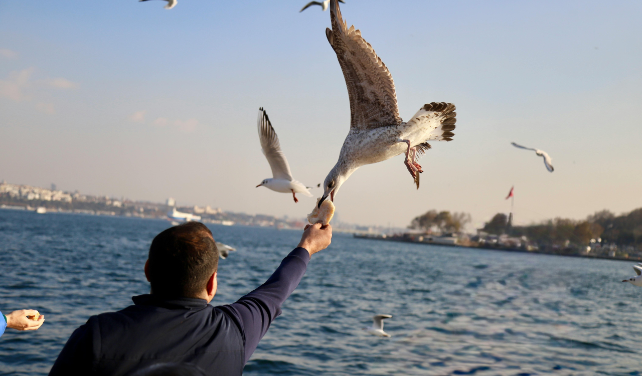 Feeding Seagulls or Other Wildlife