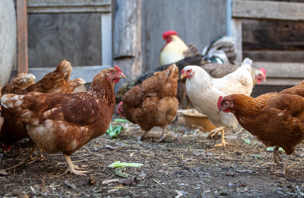 A small coop with hens in a suburban backyard environment.
