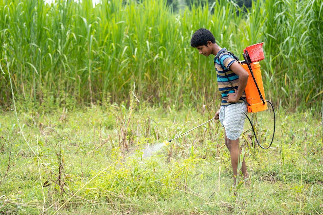 A farmer in an earlier-era field spraying herbicide without gloves or a mask.