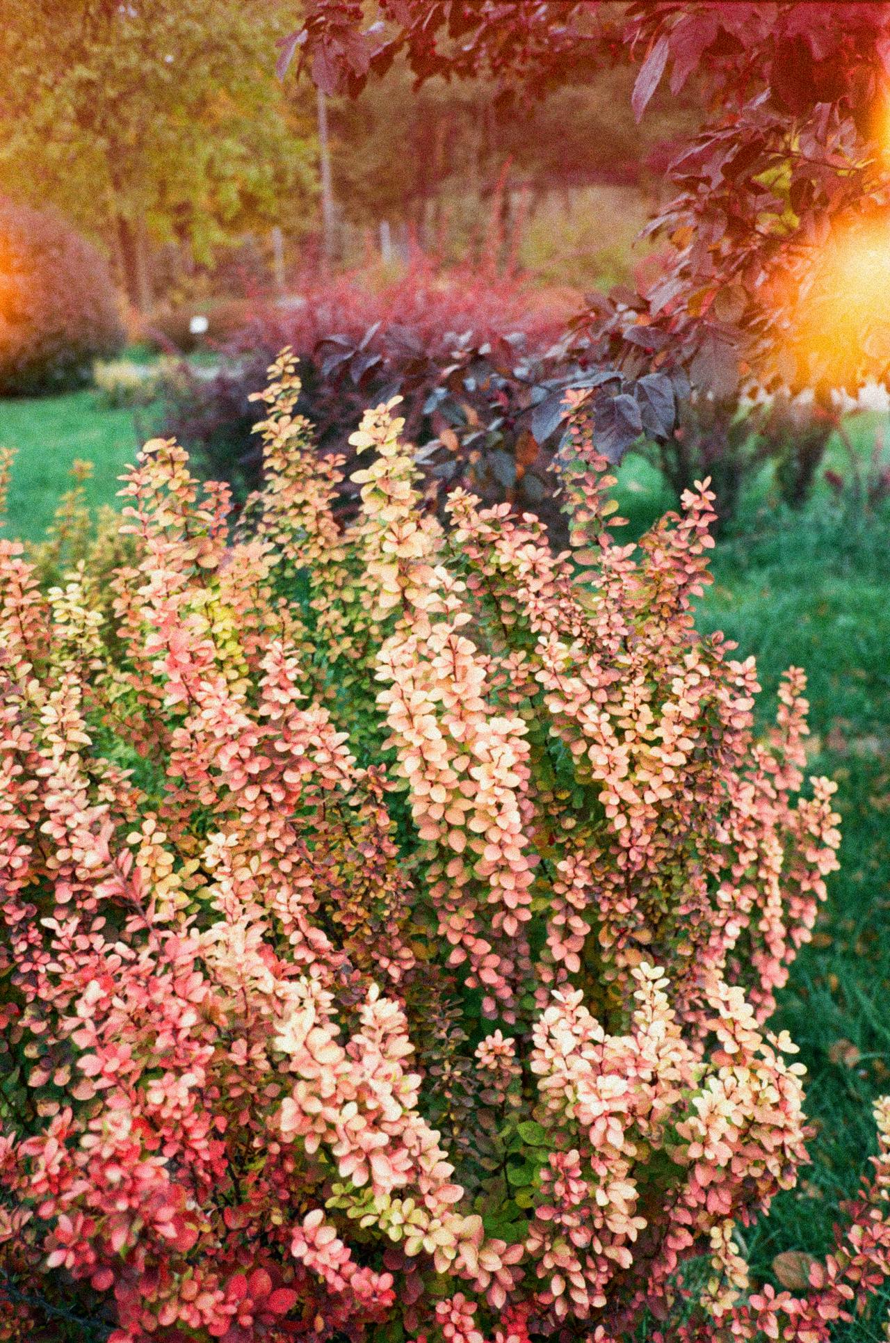 Japanese Barberry