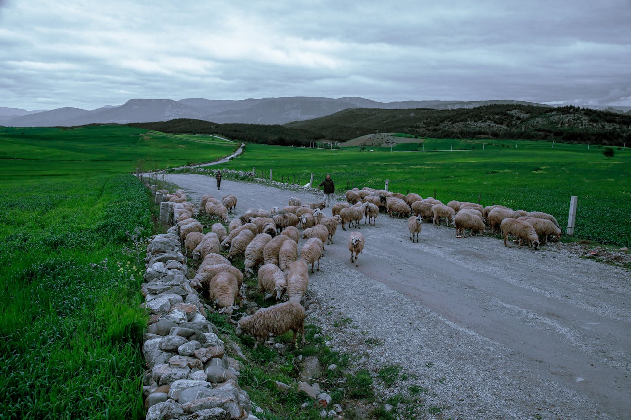 A flock crossing a rural New Zealand road.