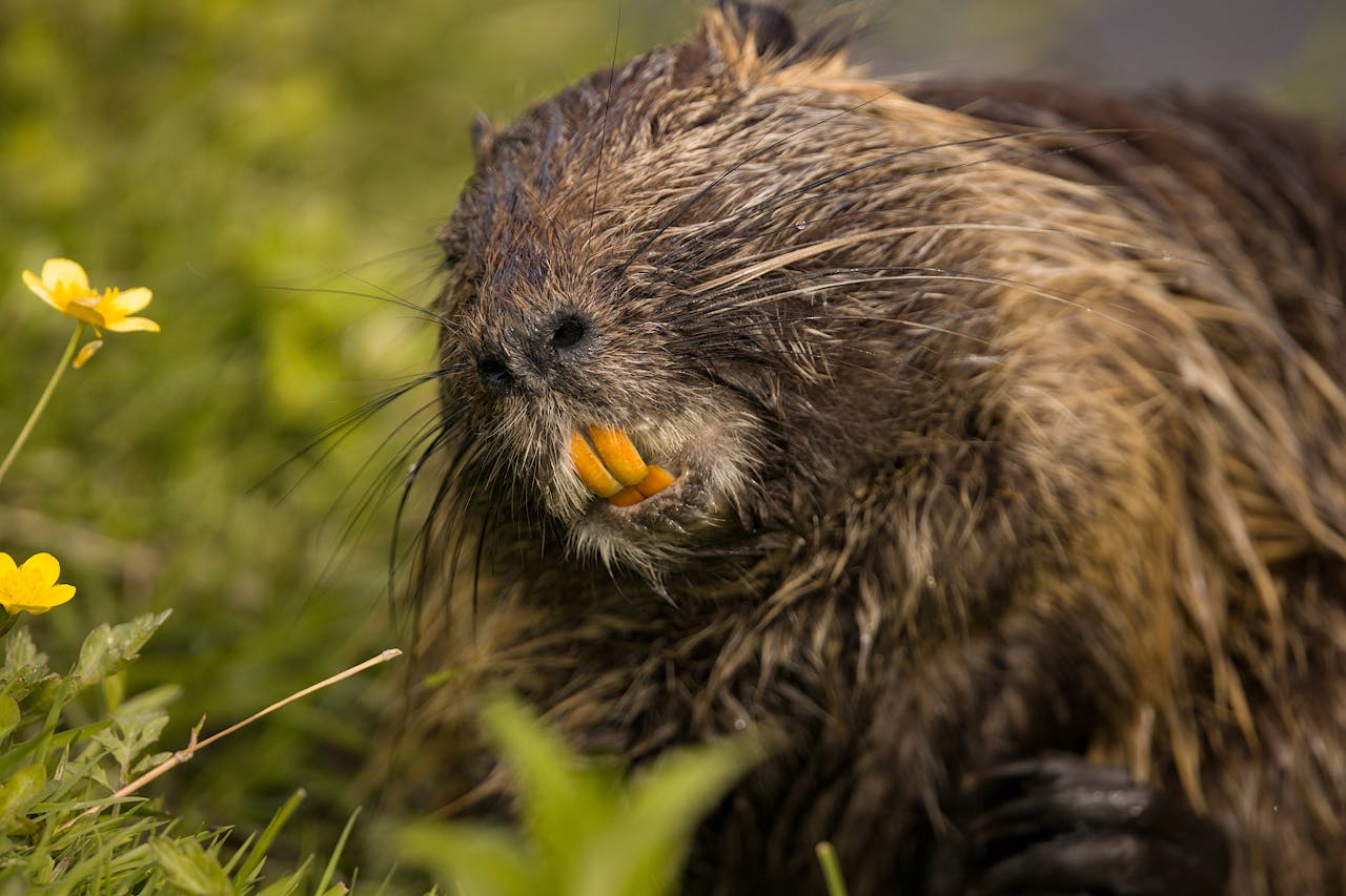 Nutria