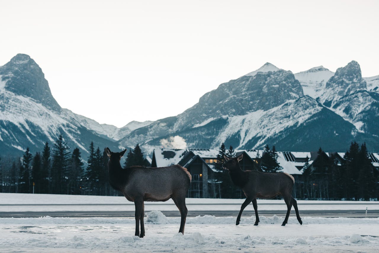 Why the Trans-Canada Highway Became a Collision Hotspot