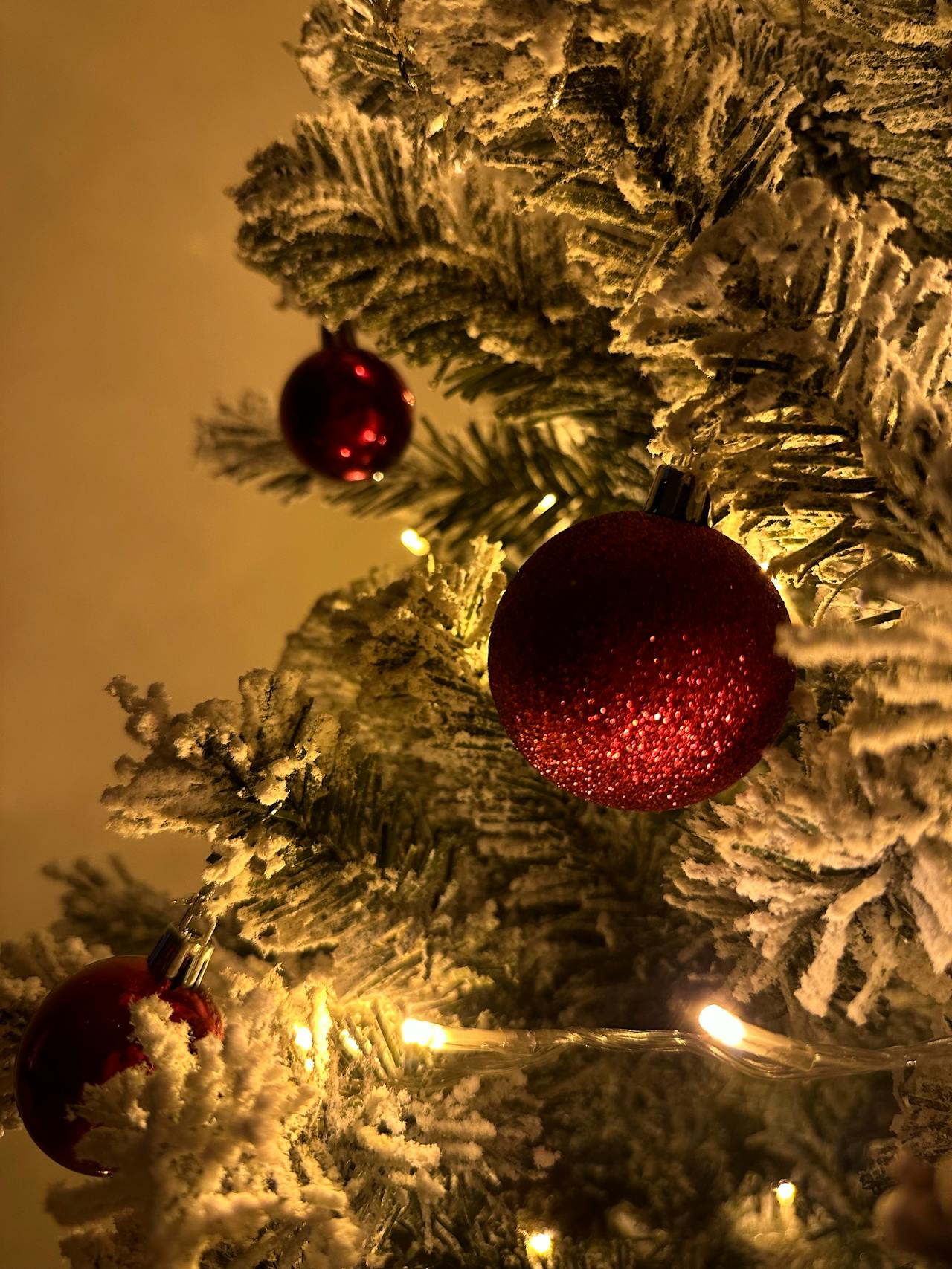 A dry Christmas tree branch with brittle needles next to a string of lights.