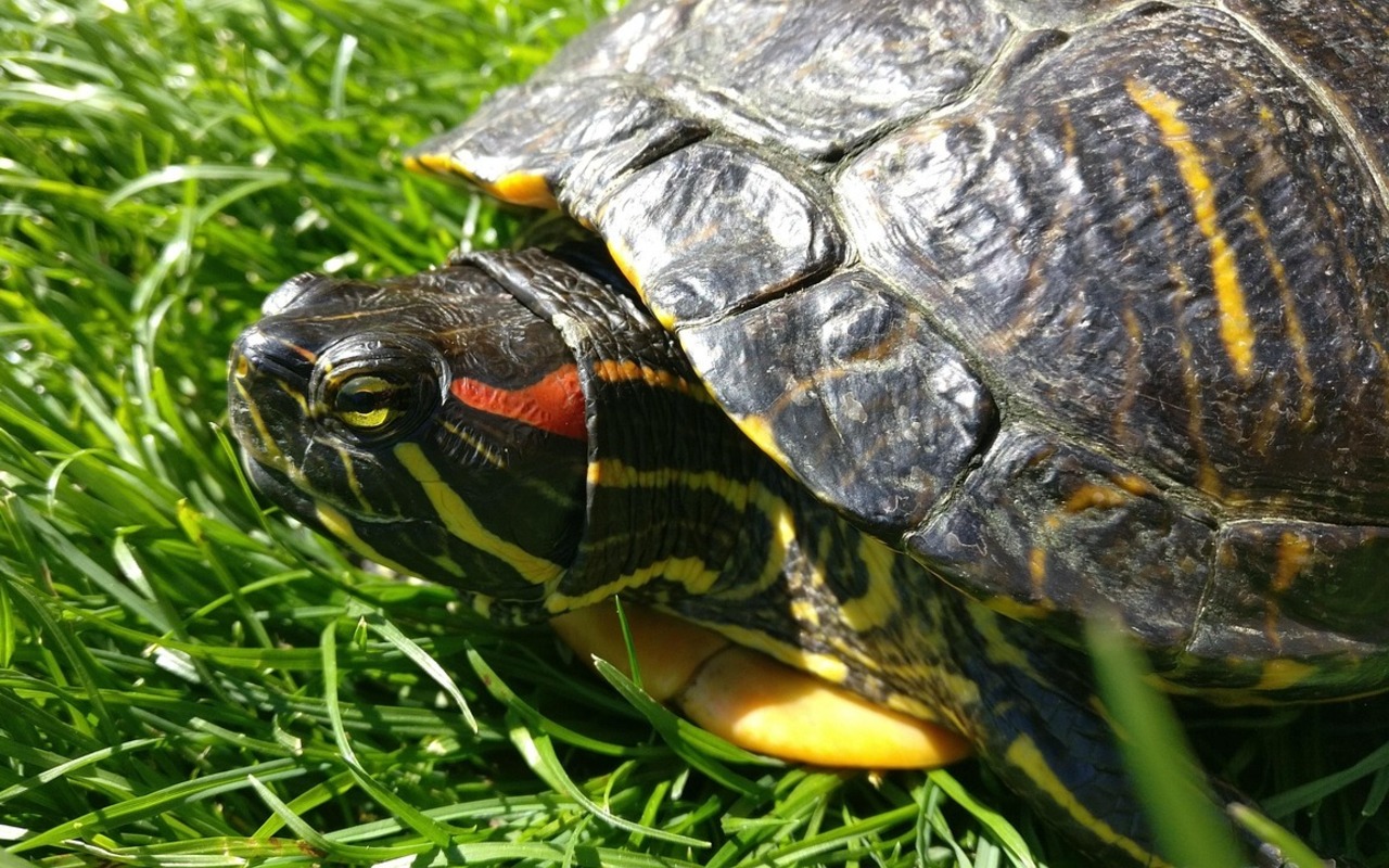 Red-Eared Slider Turtles