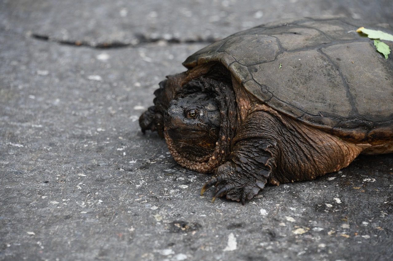 Alligator Snapping Turtles